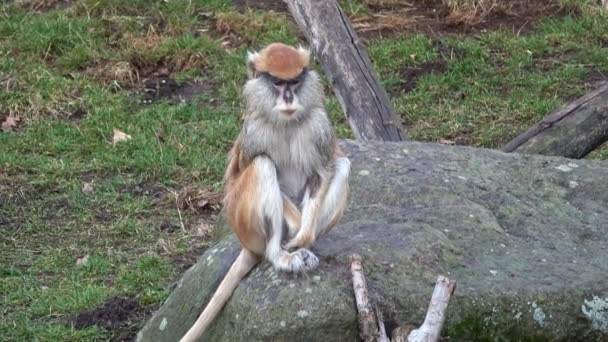 Patas Monkey Erythrocebus Patas Också Känd Som Wadi Apa Eller — Stockvideo