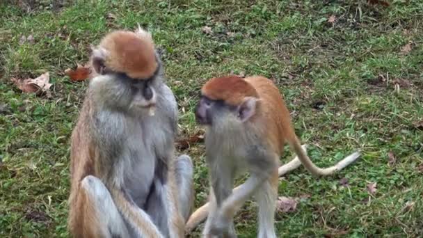 Patas Monkey Erythrocebus Patas Också Känd Som Wadi Apa Eller — Stockvideo