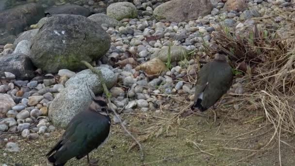 Severní Křídlo Vanellus Vanellus Odpočívá Ptáci Postávají Nečinně Odpočívají Malé — Stock video