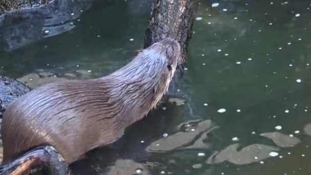 Europese Otter Lutra Lutra Staand Rots — Stockvideo