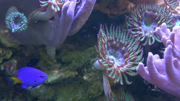 Yellowtail Damselfish Chrysiptera Parasema Popular Saltwater Aquarium Fish — 비디오