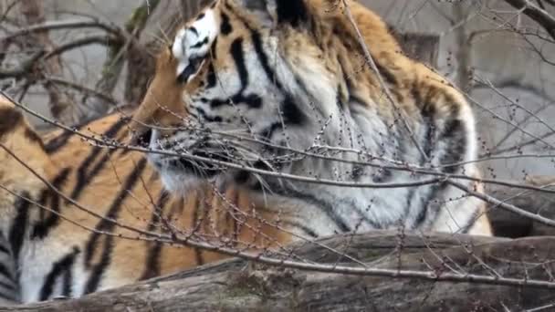 Sibirisk Tiger Panthera Tigris Altaica — Stockvideo