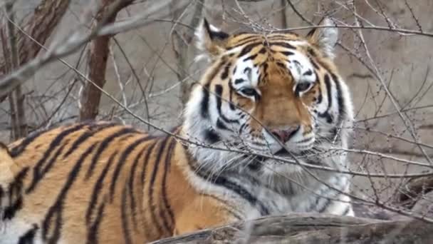 Sibirisk Tiger Panthera Tigris Altaica — Stockvideo