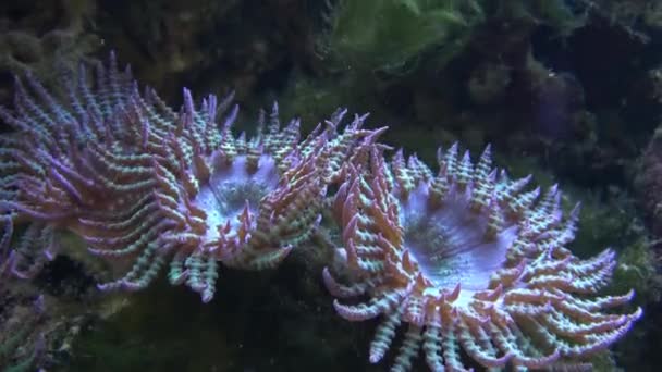 海洋水族馆的珊瑚人工水族馆中的海葵 — 图库视频影像