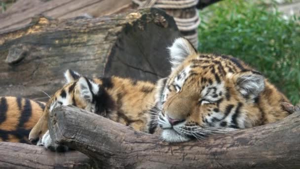 Siberian Tiger Panthera Tigris Altaica Two Tiger Cubs — Stock Video