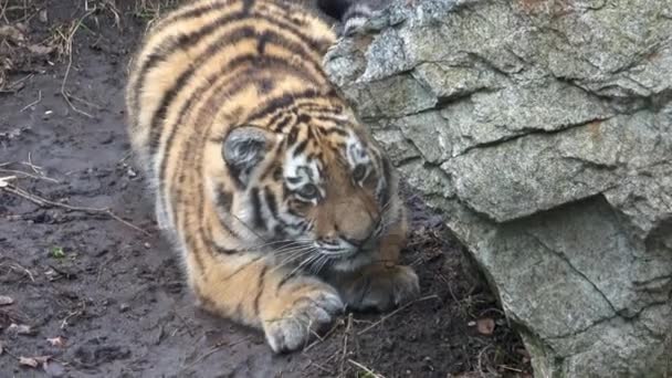 Siberian Tiger Panthera Tigris Altaica Two Tiger Cubs — Stock Video