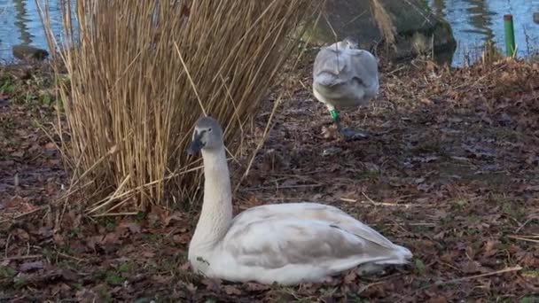池の岸に白い白鳥 Cygnus Columbianus 白鳥のシグナスの巣 — ストック動画