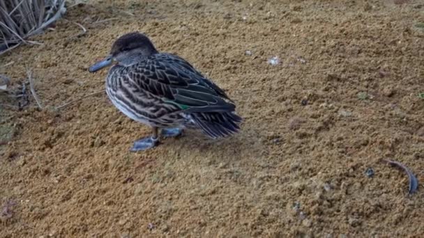 Teal Comune Eurasian Teal Anas Crecca — Video Stock