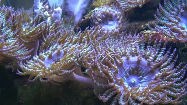 Кораллы Морском Аквариуме Морской Анемон Искусственном Аквариуме — стоковое видео