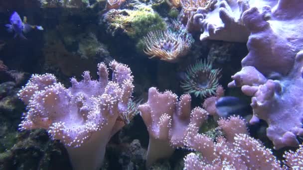 Corals Marine Aquarium Sea Anemone Manmade Aquarium — Stock videók