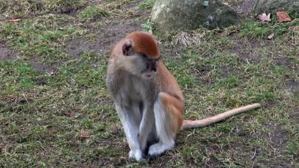 Monyet Patas Erythrocebus Patas Juga Dikenal Sebagai Monyet Wadi Atau — Stok Video