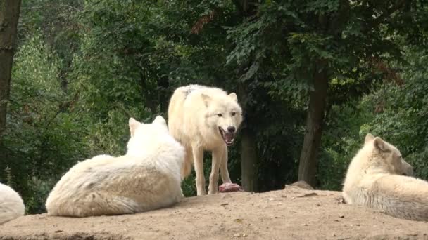 Four Arctic Wolves Family Arctic Wolves — Wideo stockowe