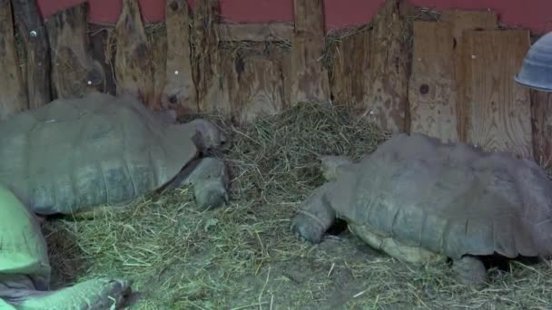 Duas Tartarugas Africanas Centrochelys Sulcata Comendo Grama Seca — Vídeo de Stock