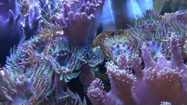 Koralen Zeeaquarium Zeeanemoon Door Mens Gemaakt Aquarium — Stockvideo