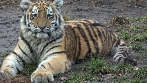 Tiger Cub Siberian Tiger Panthera Tigris Altaica — Stock Video