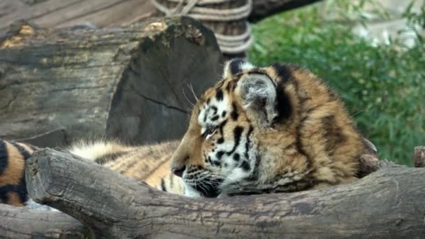 Tigerunge Sibirisk Tiger Panthera Tigris Altaica — Stockvideo