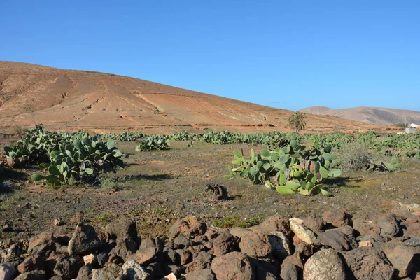 Dağ Manzarası Manzarası Fuerteventura Kanarya Adaları Spanya — Stok fotoğraf