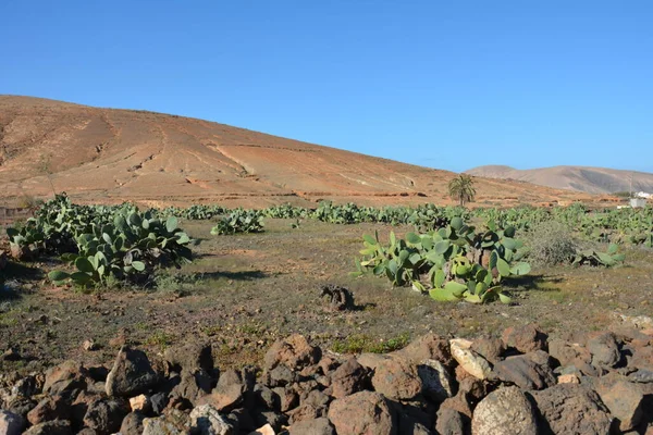 俯瞰山景 Fuerteventura 加那利群岛 西班牙 — 图库照片