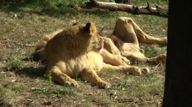 Aslan ve dişi aslan güneşte dinleniyor. Panthera leo bleyenberghi