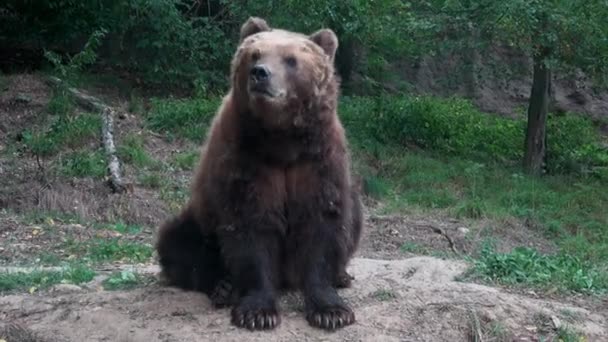 Kamchatka Brown Bear Ursus Arctos Beringianus — Stok Video