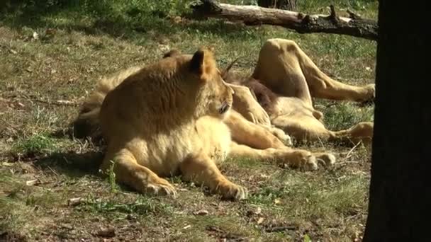 ライオンと雌ライオンは太陽の下で休んでいる パンサレオBleyenberghi — ストック動画
