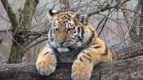 Joven Tigre Siberiano Sentado — Vídeos de Stock