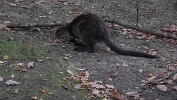 Sumpfwallaby Wallabia Bicolor Bekannt Als Das Schwarze Wallaby — Stockvideo