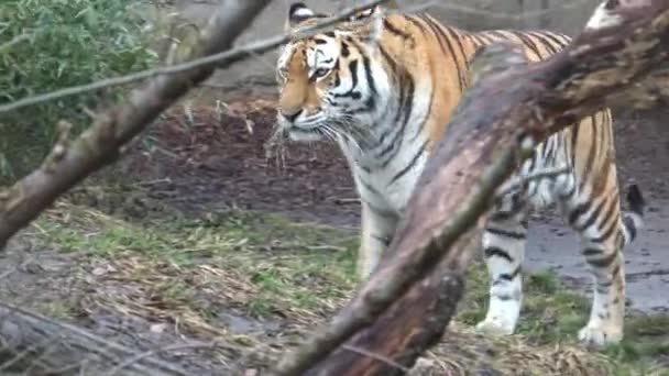 Tigre Sibérie Scène Faune Chat Sauvage Habitat Naturel — Video