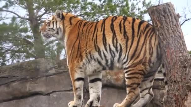 Dospělý Sibiřský Tygr Stojící — Stock video