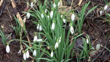 Kar damlaları, Galanthus nivalis, Mart ayında çiçek.