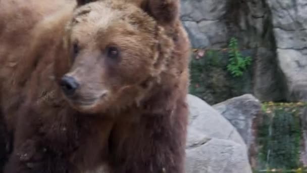 Kamčatka Medvěd Hnědý Ursus Arctos Beringianus — Stock video
