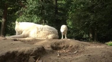 Kutup kurdu (