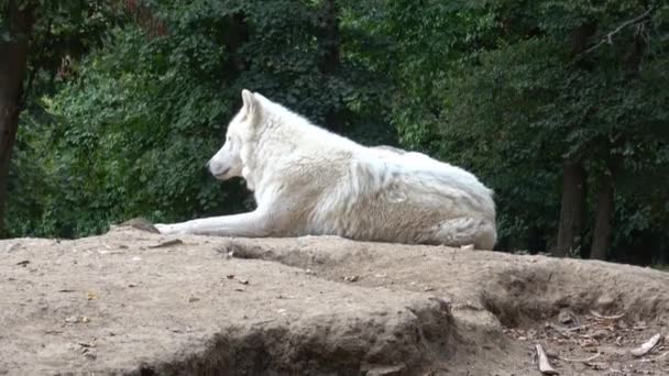 Lobo Ártico Canis Lupus Arctos Também Conhecido Como Lobo Branco — Vídeo de Stock