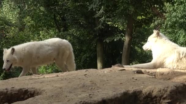 Арктичний Вовк Canis Lupus Arctos Також Відомий Білий Вовк Або — стокове відео