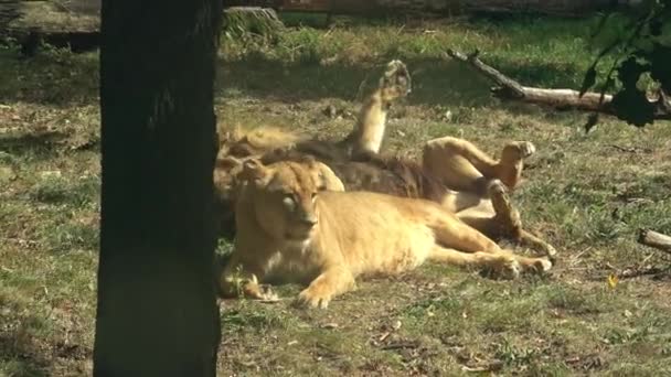 Ein Löwe Und Eine Löwin Schlafen Zusammen — Stockvideo
