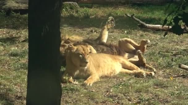 León Una Leona Durmiendo Juntos — Vídeos de Stock