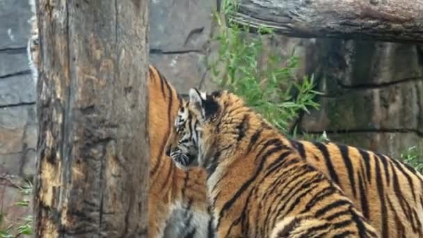 Siberian Tiger Panthera Tigris Altaica — Stock Video