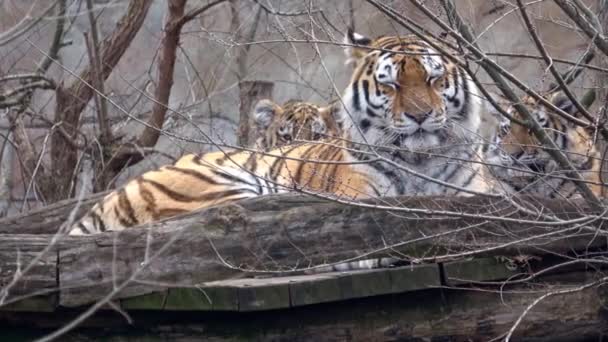 Siberian Tiger Panthera Tigris Altaica — Stock Video