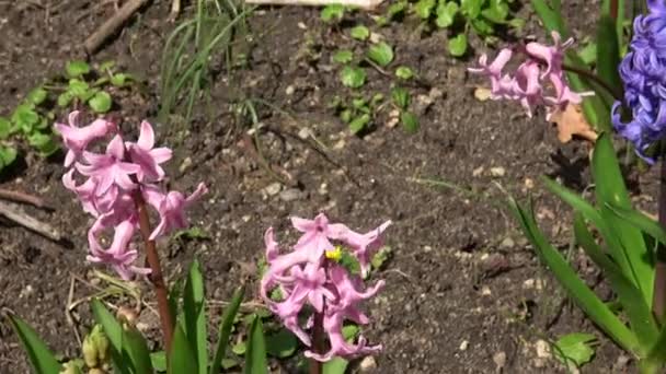 Pandangan Close Dari Hyacinth Taman Pengaturan Musim Semi — Stok Video