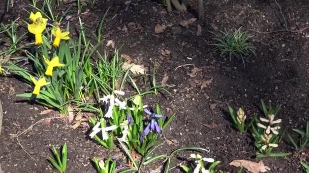 Una Visione Ravvicinata Una Flora Giardino Primavera — Video Stock