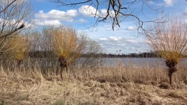 Vrby Vody Salix Vrbové Větvičky Připravené Jako Dekorace Velikonoční Svátky — Stock video