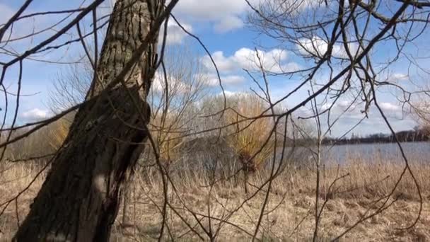 Wierzba Przy Wodzie Salix Gałązki Wierzby Przygotowane Jako Dekoracja Święta — Wideo stockowe