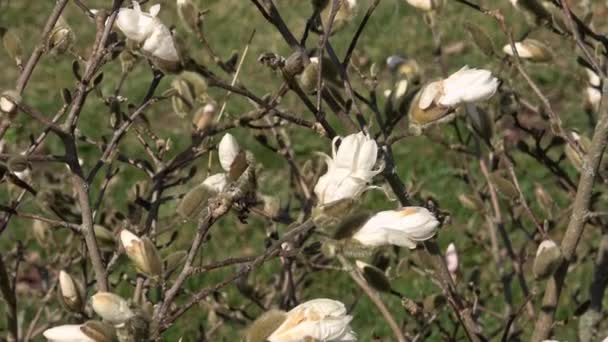 Magnolia Blomknopp Tidigt Våren Början Magnolians Blomning Magnoliaträd Tidigt Våren — Stockvideo