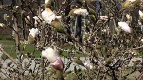 Pączek Kwiatu Magnolii Wczesną Wiosną Początek Kwitnienia Magnolii Drzewo Magnolii — Wideo stockowe