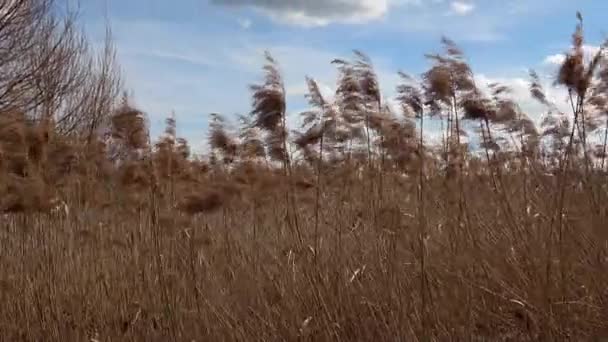 Dry Grass Reeds Phragmites Stalks Blowing Wind — Stock Video