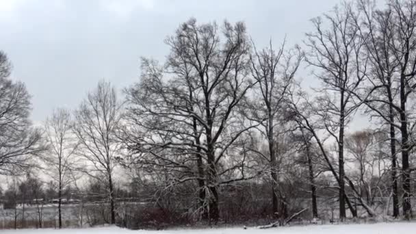 Árboles Sin Hojas Invierno Cielo Nevado — Vídeos de Stock