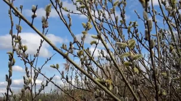 Fundo Páscoa Primavera Com Ramos Salgueiro Floridos Contra Céu Azul — Vídeo de Stock