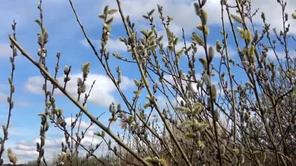 Fondo Pascua Primavera Con Ramas Sauce Florecientes Contra Cielo Azul — Vídeo de stock