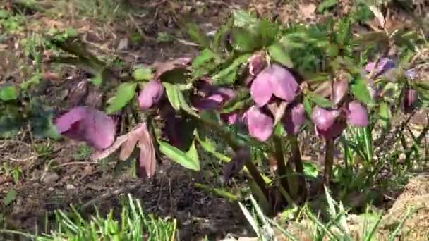 Фіолетова Квітка Саду Helleborus Orientalis — стокове відео