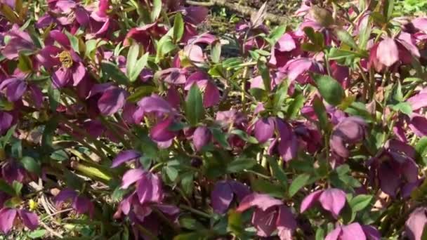 Fioletowy Kwiat Helleborus Ogrodzie Helleborus Orientalis — Wideo stockowe
